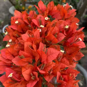 brizza red