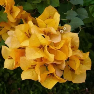 California Gold