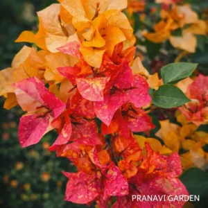ADARNA BOUGAINVILLEA