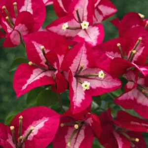 wajid red