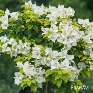 Eva Golden White