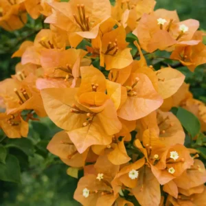 kunayeit yellow