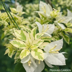 White panther variegated