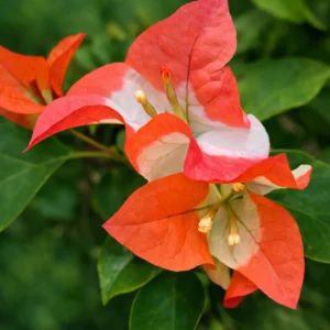 MAHARANI