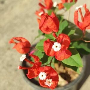 Red Tanglong