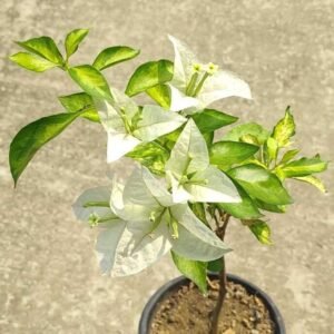 Tiger Marble White