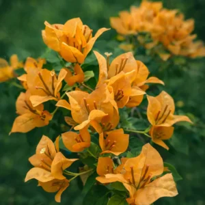 Flame yellow