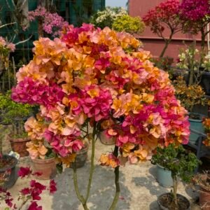 Adarna Bougainvillea