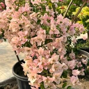 Sakura Jinda