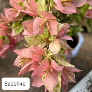 Sapphire