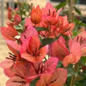 Skyline Bougainvillea