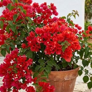 Chilli Red Bougainvillea Plant – Vibrant Live Climber