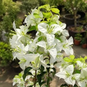 Cloud White