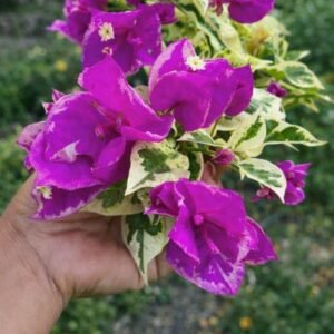 Buttercup Variegated