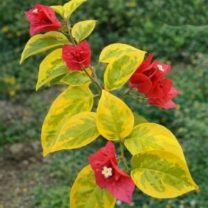 VIETNAM ROSE