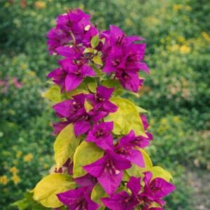 golden brizza purple