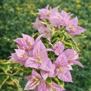 Lilac Formosa Batik