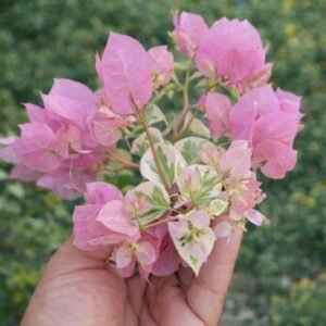 Delima Pink
