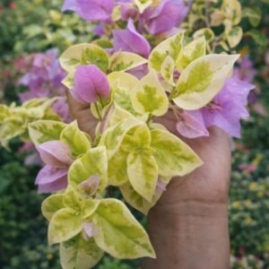 Pink Abby Variegated
