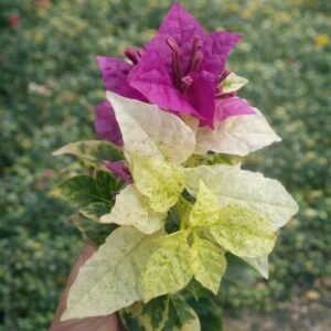 Diamond Purple