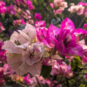 Chitra Cream Bougainvillea – Elegant Cream Flowering
