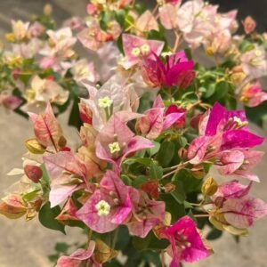 Golden Rao Bougainville