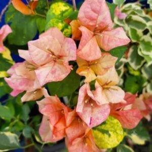 Orange September Bougainvillea – Glowing Orange Flowering Plant.