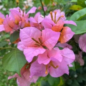 Mahatir Bougainvillea