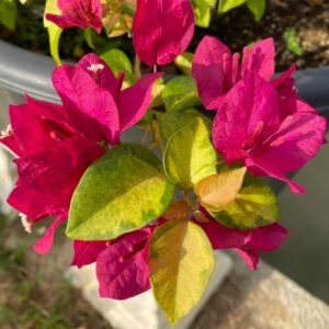 Sunstone Red Bougainvillea
