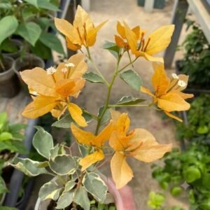 Butterfly Yellow Bougainvillea