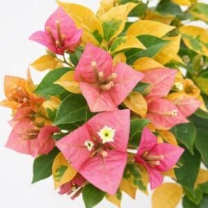 golden salmon double petal