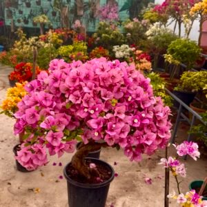 Kimpui Bougainvillea A Graceful Blend of Colour