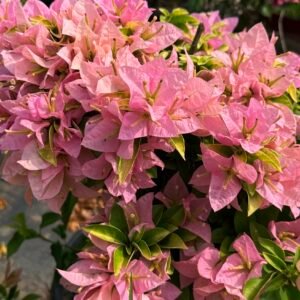 Moonlight Pink