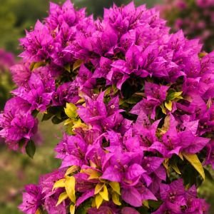 Purple Panther Taiwan