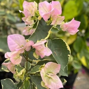 L D Beauty Bougainvillea – A Stunning Addition to Your Garden Transform your outdoor space into a vibrant oasis with the L D Beauty Bougainvillea, a breath-taking ornamental plant known for its vivid hues and low-maintenance nature. Whether you're a seasoned gardener or a beginner looking to add color and charm to your landscape, this beautiful climbing plant is the perfect choice.