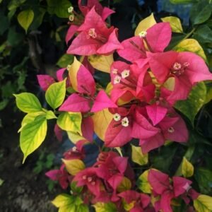 Golden Brizza Red Bougainvillea