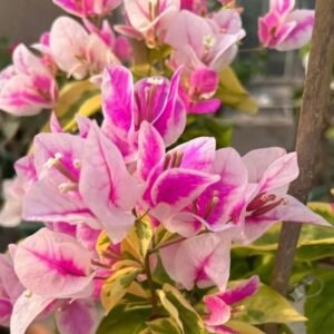 Splash Variegated Bougainvillea Best Bloomer