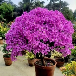 Rejinster lilac