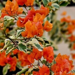 Sunset Orange