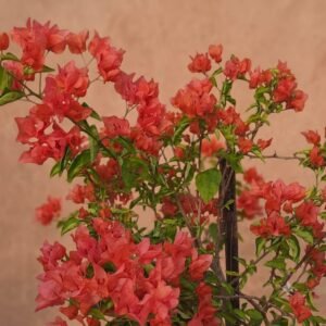 Zakirana Bougainvillea