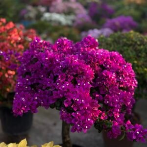 Spectrum Bougainvillea