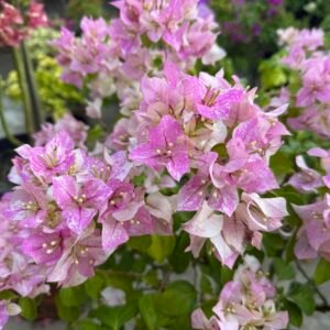 Sun Stone White Bougainvillea