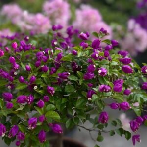 Tanglung Purple Bougainvillea
