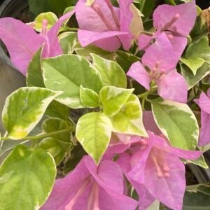 Golden Hawain Purple