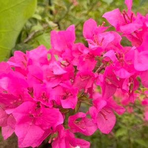 Thimma Pink