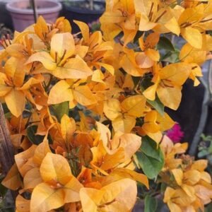 Flame Yellow