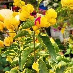 Emas Perak Yellow Mix