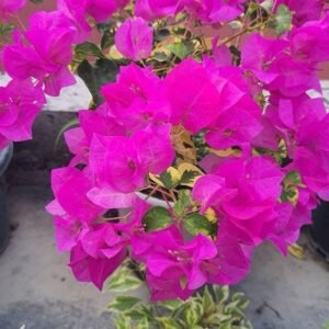 Ekanomas Pink/Pink September