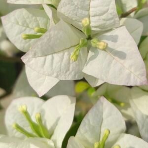 Glabra White Bougainvillea