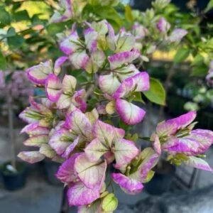 Giesa/Wajid Butterfly